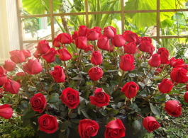 玫瑰花的花语含义 | 玫瑰的各个花语 | 玫瑰花语大全